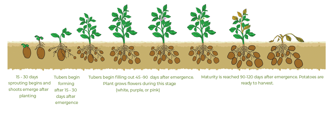 Natural Growth Cycle